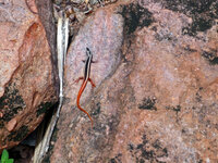 Die schönen Felszeichnungen von Ubirr