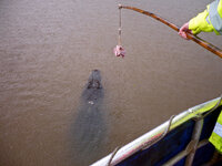 Bei den Spectacular Jumping Crocodiles