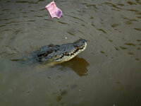 Bei den Spectacular Jumping Crocodiles