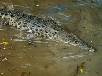 Bei den Spectacular Jumping Crocodiles