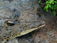 Bei den Spectacular Jumping Crocodiles