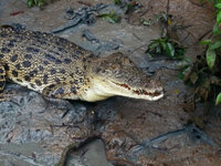 Bei den Spectacular Jumping Crocodiles