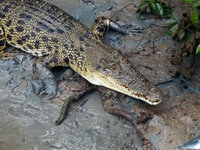 Bei den Spectacular Jumping Crocodiles
