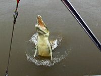 Bei den Spectacular Jumping Crocodiles