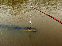 Bei den Spectacular Jumping Crocodiles