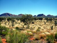 Kata Tjuta - Die Olgas