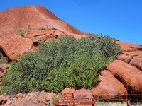 Am Uluru - Ayers Rock