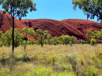 Am Uluru - Ayers Rock