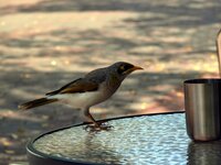 Ein Gelbstirn-Schwatzvogel