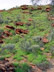 Botanischer Garten in Alice Springs