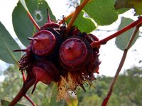 Botanischer Garten in Alice Springs