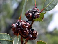 Botanischer Garten in Alice Springs