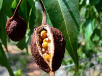 Botanischer Garten in Alice Springs