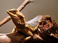 Im Reptilienzoo
