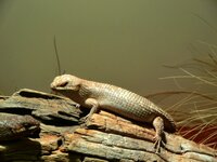 Im Reptilienzoo