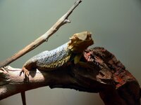 Im Reptilienzoo