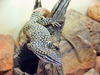 Im Reptilienzoo