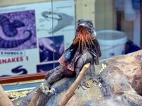 Im Reptilienzoo