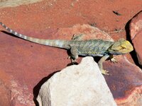 Im Reptilienzoo