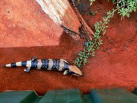 Im Reptilienzoo
