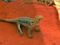 Im Reptilienzoo