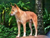Dingo