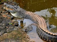 Salzwasser-Krokodil - Saltie