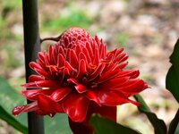Schöne Blume