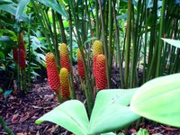 Schöne Blume