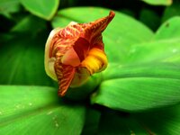 Schöne Blume