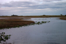 FL_Everglades_20_1000.jpg