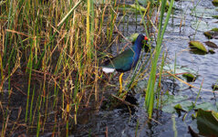 FL_Everglades_30_1000.jpg