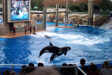 FL_SeaWorld_25_1000.jpg