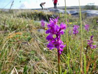 1_Poulnabrone_560.jpg