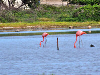 07_Bonaire_057.jpg