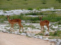 03_Etosha_1_0420.jpg