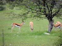 03_Etosha_1_0440.jpg