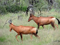 03_Etosha_1_0460.jpg