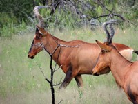 03_Etosha_1_0480.jpg