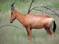 03_Etosha_1_0500.jpg