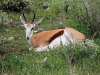 03_Etosha_1_0560.jpg