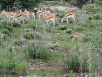 03_Etosha_1_0600.jpg