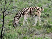 03_Etosha_1_0620.jpg