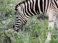 03_Etosha_1_0640.jpg