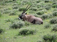 03_Etosha_1_0660.jpg