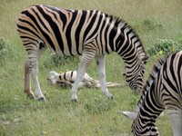 03_Etosha_1_0680.jpg