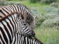 03_Etosha_1_0740.jpg