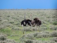 03_Etosha_1_0760.jpg