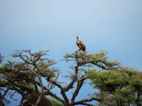 03_Etosha_1_0860.jpg