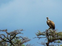 03_Etosha_1_0880.jpg